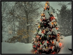 Choinka, Śnieg, Drzewa, Oświetlona
